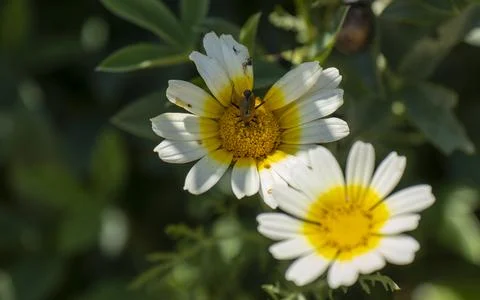 Firebug on a white flower ,close up.in daylight. Stock Photos