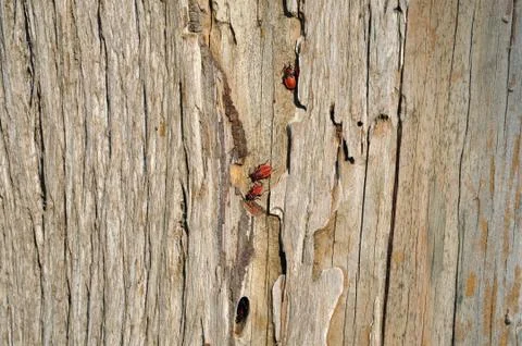 Firebug wood background Stock Photos