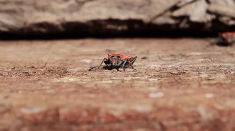 Firebug on wood, ground view, Pyrrhocoris apterus Stock Footage 41595349