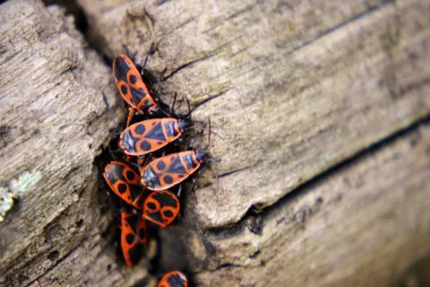 Firebugs aggregation on wood Fotos de archivo