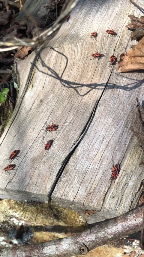 Firebugs are crawling on a piece of felled wood. Stock Footage 306309911