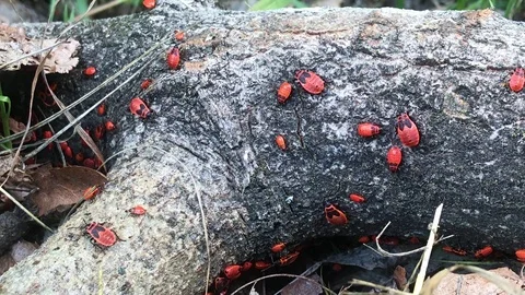 Firebugs are walking on a fallen tree trunk in a forest. Video stock 120488930