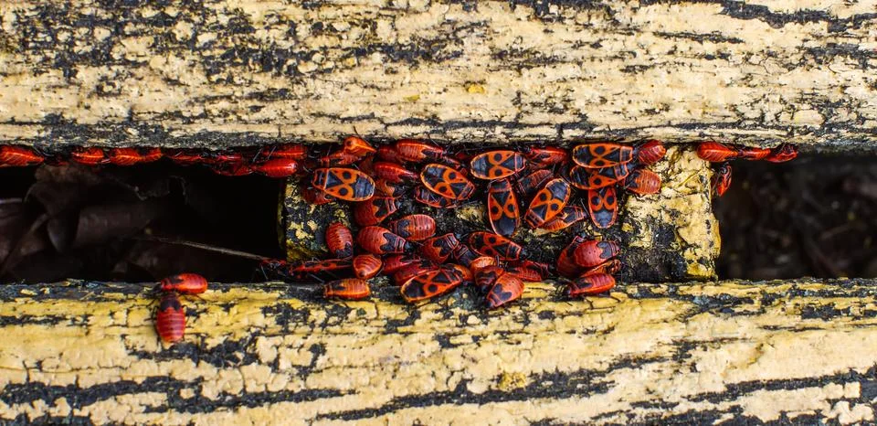 Firebugs on bench Stock Photos