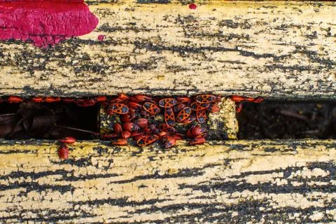 Firebugs on bench Stock Photos