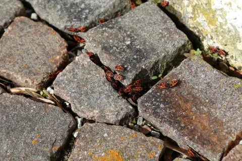 Firebugs close up or macro. Pyrrhocoris apterus Foto stock