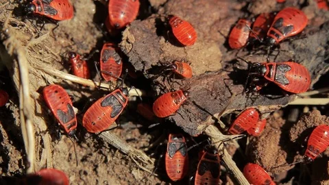 Firebugs close up. Several firebugs on stone.  ( Pyrrhocoris apterus ) Stock Footage 106097658