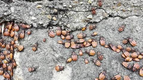 Firebugs crawling on cracked concrete detail 스톡 동영상 346298025