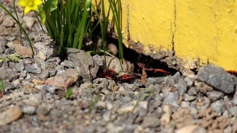 Firebugs during the breeding season Stock Footage 89266341