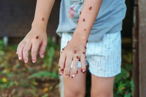 Firebugs exploring a little boy hands in the garden Stock Photos