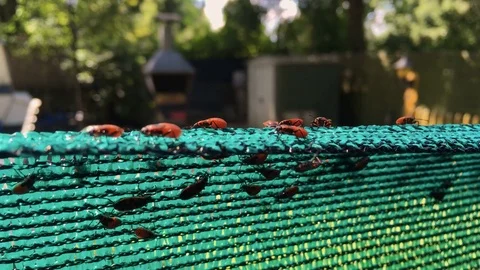 Firebugs on a garden fence Stock Footage 78744643