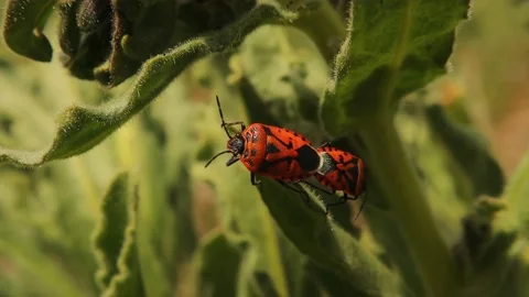 Firebugs on the grass. insect mating in spring in garden. bugs, insects, firebug Stock Footage 153925839