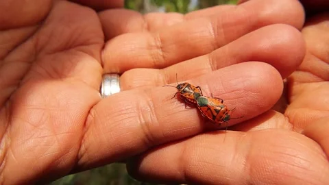 Firebugs on the hand. insect mating in spring in garden. bugs, insects, firebug Stock Footage 154157209