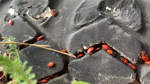 Firebugs hide between the treads of an old tire (Pyrrhocoris apterus) Stock Footage 128819523