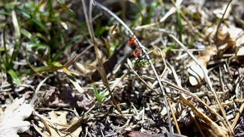 Firebugs mating connected together Video stock 132680096