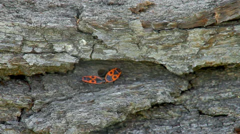 Firebugs mating Stock-Footage 23207117