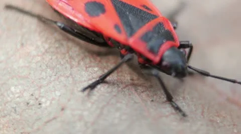 Firebugs mating [Macro] _1 Stock Footage 22418133