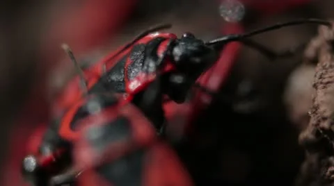 Firebugs mating [Macro] _6 Stock Footage 22420779