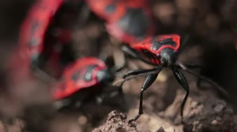 Firebugs mating [Macro] _7 Stock Footage 22422482