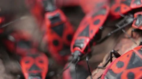 Firebugs mating [Macro] aggregation behavior _3 Stock Footage 22424575