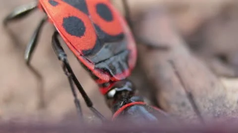Firebugs mating [Macro] - Copulation closeup Stock Footage 22417628