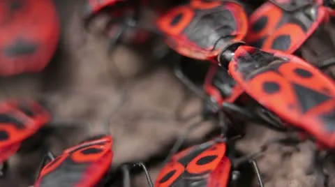 Firebugs mating [Macro] - Copulation closeup  _3 Stock Footage 22424283