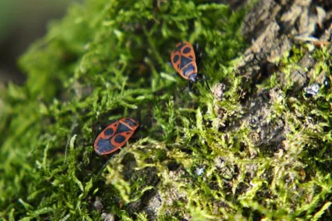 Firebugs on moss Foto stock