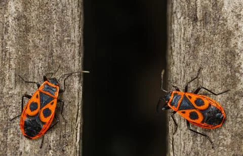 Firebugs Stock Photos