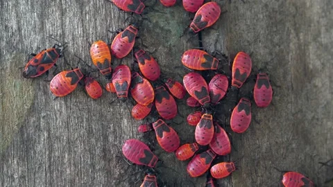 The Firebugs, Pyrrhocoris apterus, is a common insect of family Pyrrhocoridae Video stock 208069268