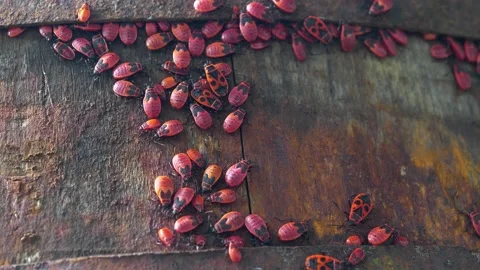 Firebugs, Pyrrhocoris apterus, is a common insect of family Pyrrhocoridae Video stock 209232776