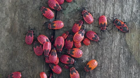 Firebugs, Pyrrhocoris apterus, is a common insect of family Pyrrhocoridae Video stock 212947377
