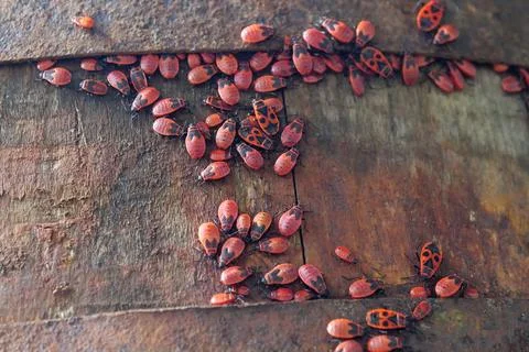 Firebugs, Pyrrhocoris apterus, is a common insect of family Pyrrhocoridae Photos