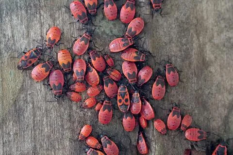 Firebugs, Pyrrhocoris apterus, is a common insect of family Pyrrhocoridae 스톡 사진