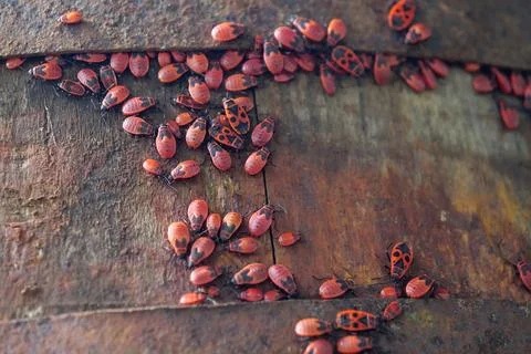 Firebugs, Pyrrhocoris apterus, is a common insect of family Pyrrhocoridae Stockfoto's