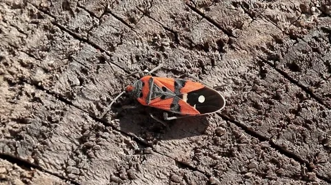 Firebugs, Pyrrhocoris apterus Stock-Footage 41595433