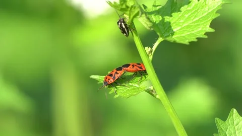 Firebugs (Pyrrhocoris apterus) Stock Footage 131865501