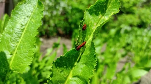 Firebugs pyrrhocoris apterus on leaf soft focus macro close up Stock-Footage 243916941