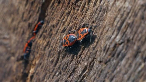 Firebugs - Pyrrhocoris Apterus on moss background. Macro Slow motion Stock Footage 74102798