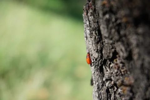 Firebugs (Pyrrhocoris apterus) on a tree bark in Lana river Stock Photos