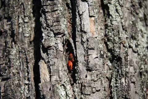 Firebugs (Pyrrhocoris apterus) on a tree bark in Lana river Stock Photos