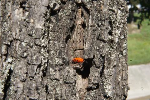 Firebugs (Pyrrhocoris apterus) on a tree bark in Lana river Stock Photos