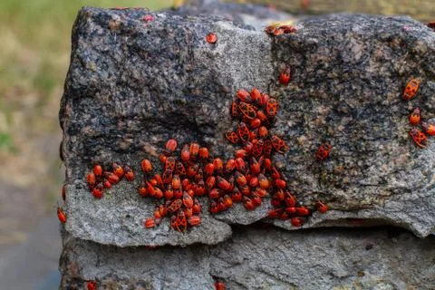 Firebugs on rock Stock Photos