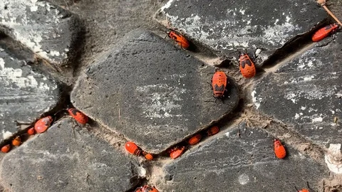 Firebugs settled in the gaps between the treads of the old tire Video stock 128819716
