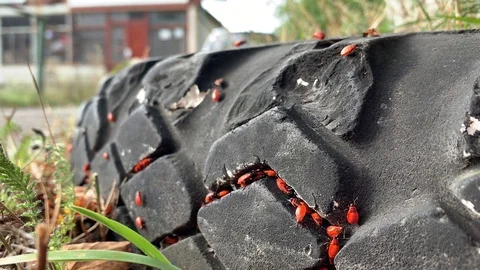 Firebugs settled in the gaps between the treads of the old tire Stock Footage 128819827