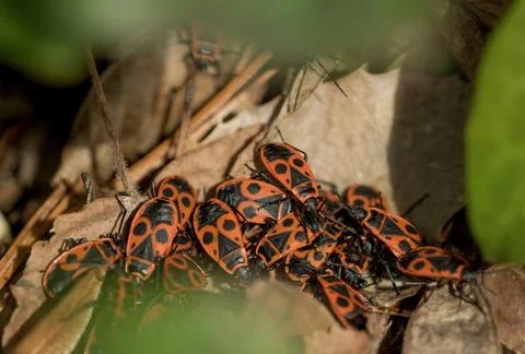 Firebugs sit on leafs in a bush at spring in jena Stock Photos