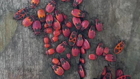 Firebugs sitting on a tree, pyrrhocoris apterus Video stock 211440929