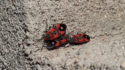 Firebugs sunbathing, Pyrrhocoris apterus Stock-Footage 41595295