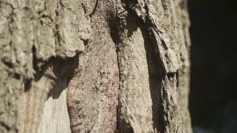 Firebugs on a tree bark Stock Footage 136760238