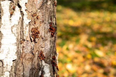 Firebugs on the tree bark Stock Photos