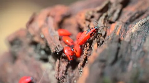 Firebugs on a tree trunk Stock-Footage 279156235