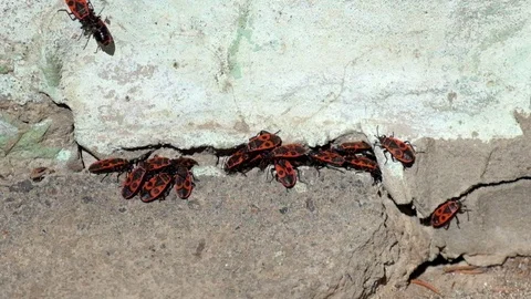 Firebugs warmed in the first rays of the spring sun (Pyrrhocoris apterus) Stock Footage 89136395